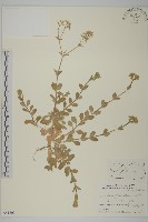 藏品(球序卷耳)的圖片