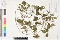 藏品(女萎)的圖片