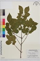 藏品(琉球鼠李)的圖片