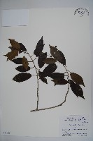 藏品(刻脈冬青)的圖片