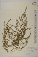 藏品(牡蒿)的圖片