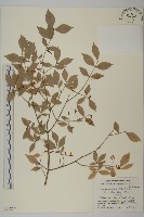 藏品(齒毛衛矛)的圖片