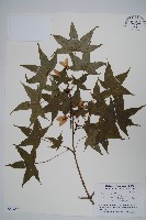 藏品(合翅五角楓)的圖片