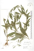 藏品(秋分草)的圖片