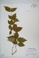 藏品(松田氏莢迷、宜昌莢迷)的圖片