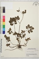 藏品(鉤柱毛茛)的圖片