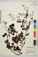 藏品(東亞唐松草)的圖片