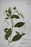 藏品(日本牛膝)的圖片