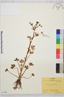 藏品(石龍芮)的圖片