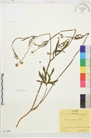 藏品(毛茛)的圖片