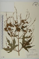 藏品(三裂豚草)的圖片