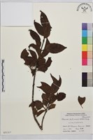 藏品(琉球鼠李)的圖片