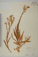 藏品(長萼瞿麥)的圖片