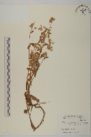 藏品(生毛將軍)的圖片