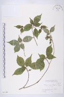 藏品(青莢葉)的圖片