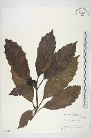 藏品(東瀛珊瑚)的圖片