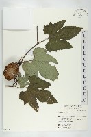 藏品(槭葉括摟)的圖片