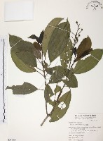 藏品(山香圓)的圖片