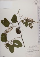 藏品(菊花木)的圖片