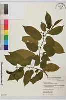 藏品(桶鉤藤)的圖片