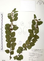 藏品(馬甲子)的圖片