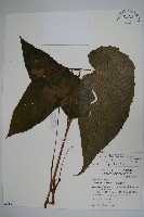 藏品(出雲山秋海棠)的圖片