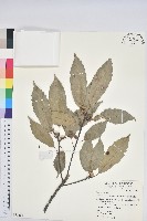 藏品(青剛櫟、鐵椆)的圖片