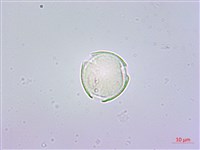 藏品(鵝掌蘗)的圖片