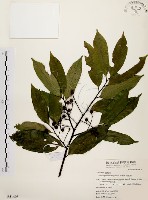 藏品(墨點櫻桃、黑星櫻)的圖片