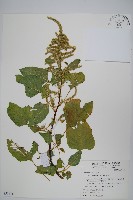 藏品(青莧)的圖片