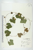 藏品(紅瓜)的圖片