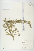 藏品(狗娃花)的圖片