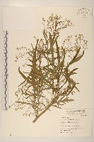 藏品(銀膠菊)的圖片