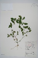 藏品(爵床、六角英)的圖片