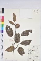 藏品(錐栗)的圖片