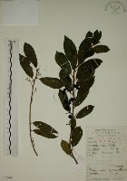 藏品(鈍齒鼠李)的圖片