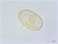 藏品(白花前胡)的圖片