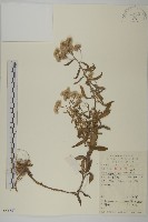 藏品(香青)的圖片