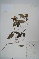 藏品(羊乳、四葉參)的圖片