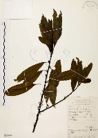 藏品(山胡椒)的圖片