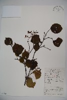 藏品(樺葉莢迷、玉山莢迷)的圖片