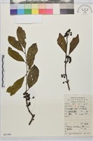 藏品(凍綠)的圖片