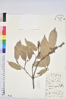 藏品(苦櫧栲)的圖片