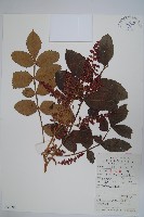 藏品(鹽膚木)的圖片