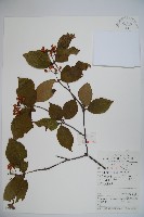 藏品(松田氏莢迷、宜昌莢迷)的圖片