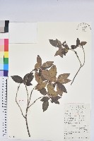 藏品(馬銀花)的圖片