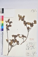 藏品(唐杜鵑、大屯杜鵑、中原氏杜鵑)的圖片