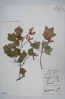 藏品(三角楓)的圖片