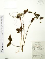 藏品(老鸛草)的圖片