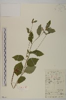 藏品(煙管草)的圖片